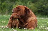 DOGUE DE BORDEAUX 286